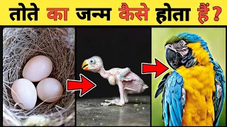 तोता का जीवन चक्र | Parrot Life Cycle Video | Life Cycle Of Parrot In Hindi | Country Darshan