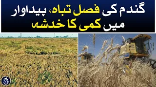 Wheat crop destroyed, feared of decrease in production - Aaj News