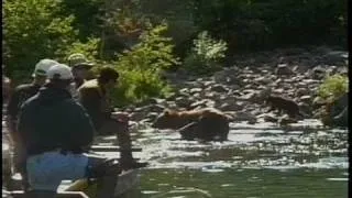 Alaska's Talon Air Service Wolverine Creek Bear Viewing & Salmon Fishing