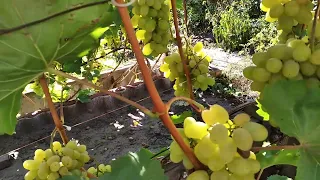 Созревающий виноград 30 августа 2022 года в Алтайском крае, Сибирь.