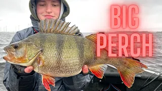 Fishing for big perch in the netherlands!