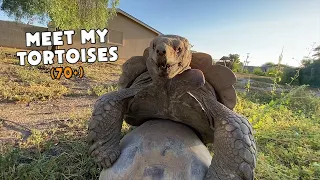 Meet My Tortoises! (Feeding, Enclosures, and More) - Daily Routine