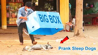 Big Box vs Prank Sleep Dog - New Trick Prank For Super Reaction Dog in 2021