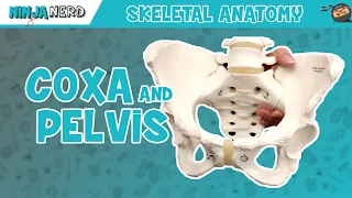 Coxa & Pelvis Anatomy