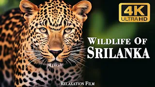 Animals Sri Lanka 4k - an amazing film about the wild with cinematic music