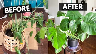 How to Repot a MONSTERA PLANT | I saved my Monstera Plant!