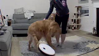 DOG GETS TAIL STUCK IN ROOMBA! (Pet Fails)