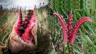 7 Most Unusual Plants You Won't Believe Exist