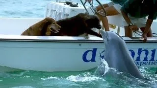 Dolphin Kisses Dog, Jumps For Joy!