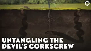 Untangling the Devil's Corkscrew