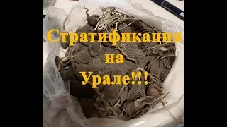 Стратификация косточек