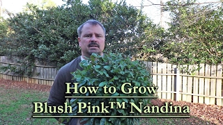 How to grow Blush Pink™ Nandina (Evergreen Shrub with Pinkish-Red new Foliage)