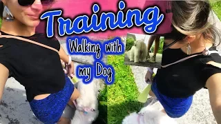 Tips Training Walking with your Dog, Coton de tulear I Lorentix