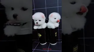 【Compilation】Dog Pet Puppy Pomeranian Grooming Teddy bear style ! dogs story. #short 41