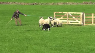 Irish National Sheepdog Trials 2016 JP McGee's Glencregg Silver(Jnr)