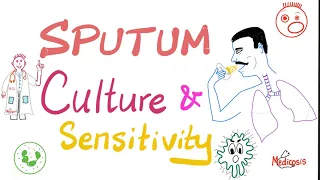 Sputum Culture and Sensitivity | Sputum Sample | Labs 🧪