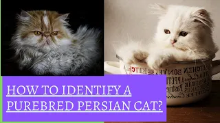 How to identify a purebred persian cat? | How to identify a Persian kitten? | #petqueries