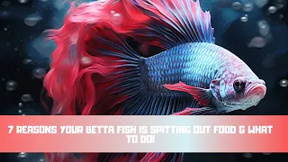 7 Reasons Your Betta Fish Is Spitting Out Food