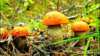 Не ожидал, что в этом лесу много грибов! Грибы полянами у реки - Новый грибной лес! Грибы 2021