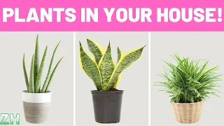 The 8 Healthiest Plants You Should Have in Your House