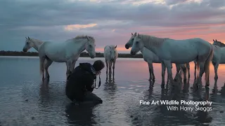 Nikon x National Gallery: Shooting Fine Art in the Camargue with photographer Harry Skeggs