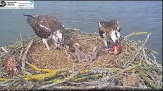 Doting dad feeds his chick while mum feeds the other two on Rutland Osprey nest 18 May 2022