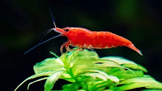 7 Facts About Aquarium Shrimp That Will Surprise You