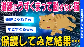 【2ch感動スレ】道路にうずくまって動かない猫を保護してみた結果…【ゆっくり解説】