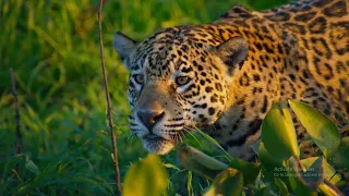 The amazing Planet earth II monologue HD/ Sir David attenborough 2016