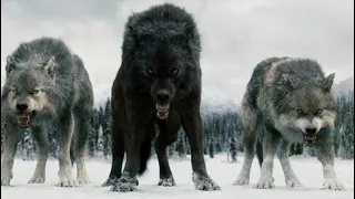 Twilight Wolves - Wolves