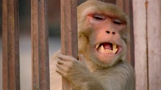 Monkey saves a life - World's Weirdest Events: Episode 1 Preview - BBC Two