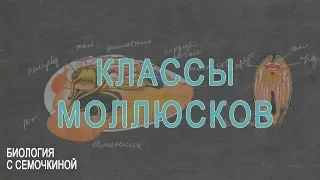 Классы моллюсков