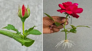 How to grow rose from flower buds - growing red roses