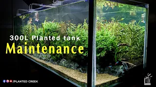 300L Planted Tank Maintenance #plantedcreek