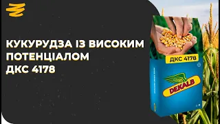 КУКУРУДЗА ІЗ ВИСОКИМ ПОТЕНЦІАЛОМ УРОЖАЙНОСТІ. ДКС 4178