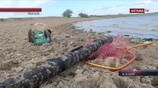 В Западно-Казахстанской области продолжает сокращаться рыбный запас