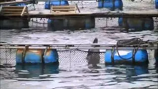 ANTI: Dolphin Captivity (反イルカ捕囚)