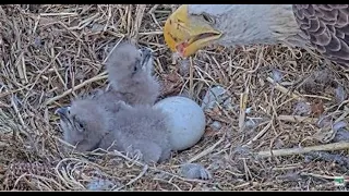 WATCH: Eaglets hatch in Dulles Virginia