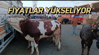 KIRIKKALE HAYVAN PAZARI GÜNCEL FİYATLAR