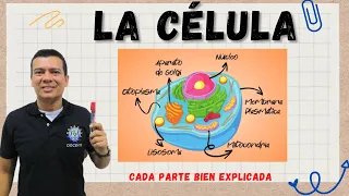 LA CÉLULA. ESTRUCTURA Y FUNCIÓN CELULAR. MITOCONDRIAS, RIBOSOMAS, LISOSOMAS, ETC.