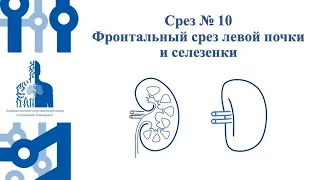 Срез№10 .УЗИ селезенки и левой почки