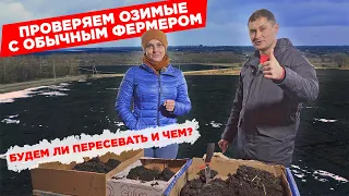 Состояние озимых у Обычного Фермера