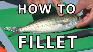 How to Fillet Scale & Clean a Small Fish (Tommy Ruff)