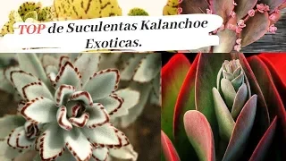 SUCULENTAS KALANCHOES QUE NO CONOCIAS