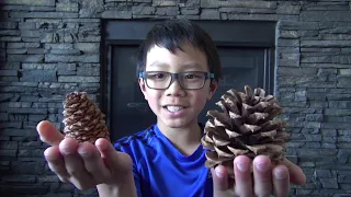 How to use a Pinecone as a Hygrometer