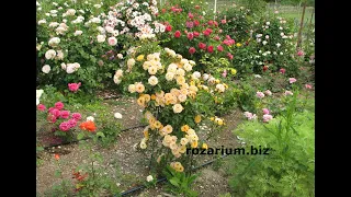 почвопокровные розы в кустодержателе, питомник роз полины козловой rozarium.biz, groundcover roses