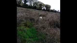 Copy of english pointer  hunting pheasant ireland{available for stud}