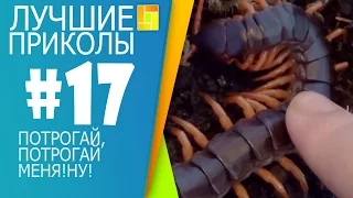 Лучшие приколы за январь 2016#17. Потрогай меня!Ну!..