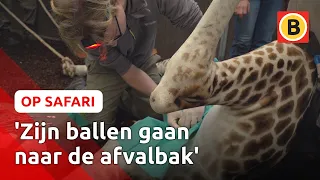 Zo wordt een GIRAFFE GECASTREERD 🦒| Op Safari