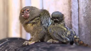 World's smallest monkey gives birth to world's cutest babies